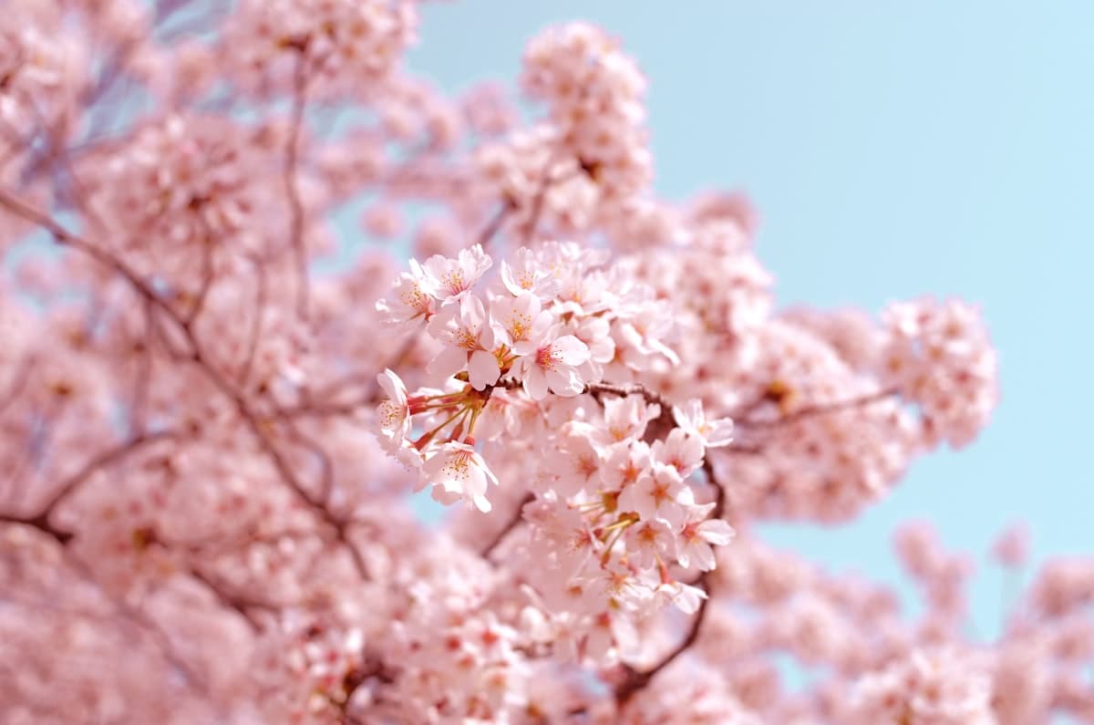 Japan Cherry Blossom